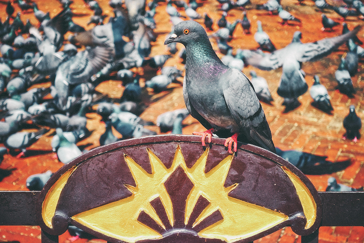 モニュメントにとまる鳩